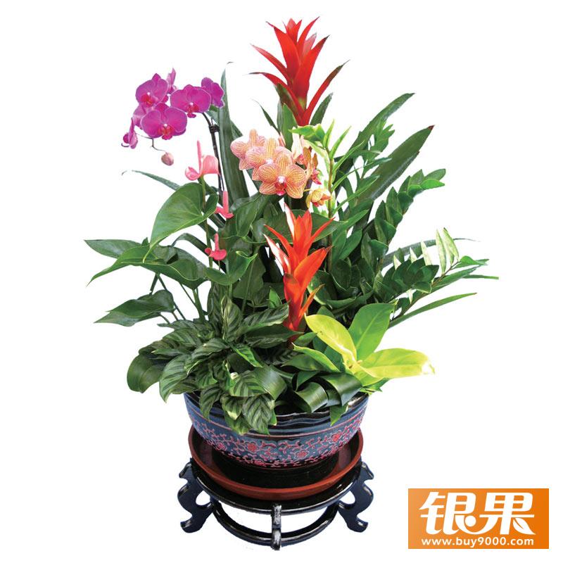 绿帝王 金钱树 数量: 6 饰品: 无 盆器: 红花黑底盆 寓意: 四季平安